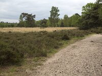Heathland in mixed forest  Heathland in mixed forest : heathland, heath, heather, grass, grasses, forest, woodland, tree, trees, rural landscapel, mixed forest, nature, natural, forestry, path, track, sand, sandy, Nunspeet, Veluwe, Gelderland, Netherlands