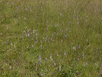 Meadow full of Marsh orchids (Dactylorhiza sp.)  Meadow full of Marsh orchids (Dactylorhiza sp.) : Winterswijk, Achterhoek, Netherlands, Dutch, Europe, european, landscape, rural landscape, rural scene, non-urban scene, non-urban landscape, rural, nature, natural, spring, springtime, nobody, no people, summer, summertime, orchid, plants, orchids, beauty, beautiful, beauty in nature, spotted, dactylorhiza, flora, floral, grass, meadow, nature reserve, marsh orchid, flower, flowers, flowery, in flower, in bloom, blooming