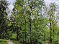 Double track in deciduous forest, Sellingerbossen, Sellingen, Groningen, Netherlands  Double track in deciduous forest, Sellingerbossen, Sellingen, Groningen, Netherlands : footpath, path, track, forest, woodland, woods, tree, trees, trunk, trunks, foliage, green, nature, natural, leaf, leaves, rural, landscape, rural landscape, rural scene, non-urban landscape, non-urban scene, outside, outdoor, outdoors, no people, nobody, summer, summertime, spring, springtime, sellingerbossen, sellingen, westerwolde, groningen, netherlands, holland, dutch, europe, european, deciduous, double