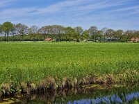 Rural landscape of western part of Dutch province Groningen  Rural landscape of western part of Dutch province Groningen : countryside, rural, landscape, rural landscape, rural scene, non-urban landscape, non-urban scene, outside, outdoor, outdoors, no people, nobody, summer, summertime, ditch, water, grass, grassland, meadow, pasture, farm, farmland, agriculture, agricultural, lane, tree, trees, sellingen, westerwolde, groningen, netherlands, holland, dutch, europe, european, sky, blue sky, white clouds, spring, springtime