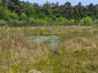 Small pool surrounded by rough vegetation of grasses  Small pool surrounded by rough vegetation of grasses : pool, mere, water, grass, grasses, forest, woodland, nature, natural, rural, landscape, rural landscape, rural scene, non-urban landscape, non-urban scene, outside, oudoor, outdoors, no people, nobody, summer, summertime, sellingerbossen, sellingen, westerwolde, groningen, netherlands, holland, dutch, europe, european