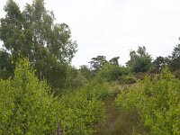 Typical landscape of Dutch National Park De Maasduinen; Bergen, Limburg, Netherlands  Typical landscape of Dutch National Park De Maasduinen; Bergen, Limburg, Netherlands : National park De Maasduinen, national park, np, Maasduinen, Bergen, Limburg, Netherlands, Dutch, Europe, european, landscape, rural landscape, rural scene, non-urban scene, non-urban landscape, rural, nature reserve, protected area, Natura 2000, nature, natural, spring, springtime, nobody, no people, summer, summertime, tree, trees, heather, birch, birches, flora, floral
