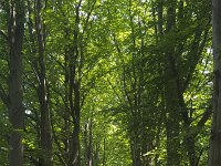 Avenue with Beech trees  Avenue with Beech trees : avenue, beech, beeches, tree, trees, row, in a row, double, road, path, park, forest, flora, floral, rural landscape, rural scene, nature, natural, outdoor, outside, outdoors, trunk, trunks, foliage, landscape, non-urban scene, non-urban landscape