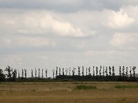 NL, Noord-Brabant, Altena, Noordwaard 7, Saxifraga-Roel Meijer  Row of trees pruned to candlestick shape : tree, trees, candlestick, rural landscape, countryside, pruning, many, natue, natural