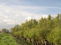 Long row of pollard willows, Biesbosch NP, North Brabant, Netherlands  Long row of pollard willows, Biesbosch NP, North Brabant, Netherlands : row, in a row, pollard willow, willow, tree, Biesbosch, national park, NP, North Brabant, Netherlands, Holland, rural landscape, countryside, grass, Biesbosch National Park