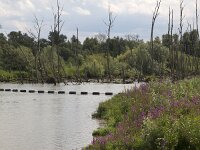 NL, Noord-Brabant, Altena, Witboomkil 2, Saxifraga-Roel Meijer : Biesbosch, NP, creek, rural landscape, national park, wetland, Natura 2000, trees
