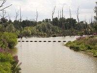 NL, Noord-Brabant, Altena, Witboomkil 3, Saxifraga-Roel Meijer  Restored tidal creek with drowned trees in Biesbosch National Park, North Brabant, Netherlands : Biesbosch, NP, creek, rural landscape, national park, wetland, Natura 2000, trees, tree, nature reserve, nature protecion, restoratation, new nature, nature, natural, dead trees, water, barrier