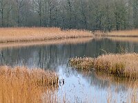 NL, Noord-Brabant, Bergeijk, Visvijvers Bergeijk (Liskes) 25, Saxifraga-Tom Heijnen