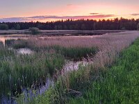 NL, Noord-Brabant, Bergeijk, Visvijvers Bergeijk (Liskes) 27, Saxifraga-Tom Heijnen