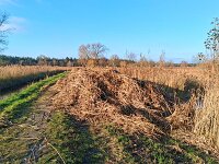 NL, Noord-Brabant, Bergeijk, Visvijvers Bergeijk (Liskes) 28, Saxifraga-Tom Heijnen