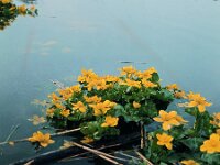 Caltha palustris ssp araneosa 6, 1960, Saxifraga-Jules Witlox