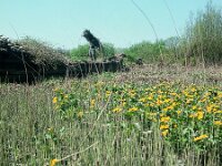 NL, Noord-Brabant, Drimmelen 35, 1960, Saxifraga-Jules Witlox