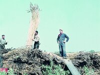 NL, Noord-Brabant, Drimmelen 64, 1960, Saxifraga-Jules Witlox