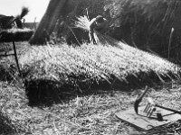 NL, Noord-Brabant, Drimmelen 8, 1960, Saxifraga-Jules Witlox