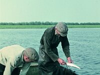 NL, Noord-Brabant, Drimmelen, Amer 1, 1960, Saxifraga-Jules Witlox
