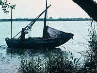 NL, Noord-Brabant, Drimmelen, Amer 11, 1960, Saxifraga-Jules Witlox