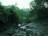 NL, Noord-Brabant, Drimmelen, De Dood 3, 1960, Saxifraga-Jules Witlox