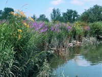 NL, Noord-Brabant, Drimmelen, Gat van Van Kampen 1, 1960, Saxifraga-Jules Witlox