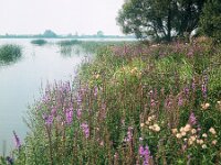 NL, Noord-Brabant, Drimmelen, Gat van de Nieuwe Binnensteek 1, 1960, Saxifraga-Jules Witlox