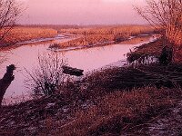 NL, Noord-Brabant, Drimmelen, Hofmansplaat 15, 1960, Saxifraga-Jules Witlox
