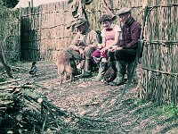 NL, Noord-Brabant, Drimmelen, Hofmansplaat 16, 1960, Saxifraga-Jules Witlox