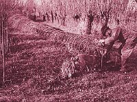 NL, Noord-Brabant, Drimmelen, Hofmansplaat 30, 1960, Saxifraga-Jules Witlox