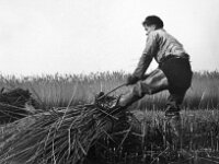 NL, Noord-Brabant, Drimmelen, Hofmansplaat 4, 1960, Saxifraga-Jules Witlox