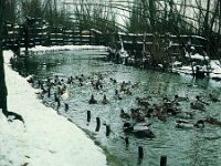 NL, Noord-Brabant, Drimmelen, Hofmansplaat 49, 1960, Saxifraga-Jules Witlox