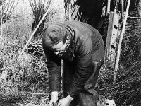 NL, Noord-Brabant, Drimmelen, Hofmansplaat 5, 1960, Saxifraga-Jules Witlox