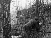 NL, Noord-Brabant, Drimmelen, Hofmansplaat 6, 1960, Saxifraga-Jules Witlox