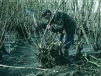 NL, Noord-Brabant, Drimmelen, Middenveld 1, 1960, Saxifraga-Jules Witlox