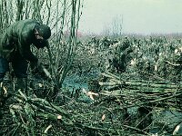 NL, Noord-Brabant, Drimmelen, Middenveld 2, 1960, Saxifraga-Jules Witlox