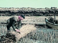 NL, Noord-Brabant, Drimmelen, Polder Kindem 4, 1960, Saxifraga-Jules Witlox