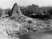 NL, Noord-Brabant, Drimmelen, Polder Zuider Koekoek 2, 1960, Saxifraga-Jules Witlox