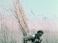 NL, Noord-Brabant, Drimmelen, Stroomgat 6, 1960, Saxifraga-Jules Witlox