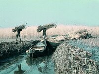 NL, Noord-Brabant, Drimmelen, Toontjesplaat 2, 1960, Saxifraga-Jules Witlox