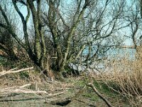 NL, Noord-Brabant, Drimmelen, Vischplaat 2, 1960, Saxifraga-Jules Witlox