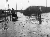 NL, Noord-Brabant, Drimmelen, Zuidergat van de Visschen 4, 1960, Saxifraga-Jules Witlox