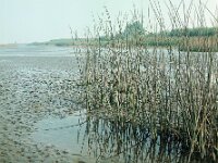 NL, Noord-Brabant, Drimmelen, Zuidergat van de Visschen 6, 1960, Saxifraga-Jules Witlox
