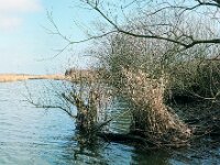 NL, Noord-Brabant, Drimmelen, Zuidergat van de de Plomp 3, 1960, Saxifraga-Jules Witlox
