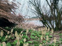 Petasites hybridus 2, 1960, Saxifraga-Jules Witlox