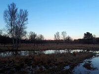 NL, Noord-Brabant, Bladel, Grijze Steen 11, Saxifraga-Tom Heijnen