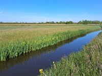 NL, Noord-Brabant, Breda, Vierde Bergboezem 1, Saxifraga-Tom Heijnen