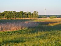 NL, Noord-Brabant, Breda, Weimeren 2, Saxifraga-Tom Heijnen