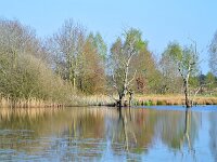 NL, Noord-Brabant, Cranendonck, Gastelsche Heide (Oude Strijper Aa) 31, Saxifraga-Tom Heijnen