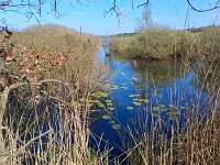 NL, Noord-Brabant, Cranendonck, Soerendonks Goor 37, Saxifraga-Tom Heijnen