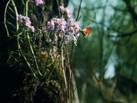 Anthocharis cardamines 1, 1960, Saxifraga-Jules Witlox