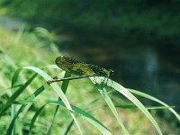 Calopteryx splendens 1, 1960, Saxifraga-Jules Witlox