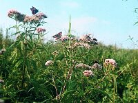 Eupatorium cannabinum 1, 1960, Saxifraga-Jules Witlox
