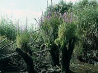 Lythrum salicaria 1, 1960, Saxifraga-Jules Witlox